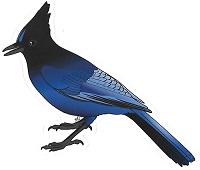 Katelyn Ekblom Sticker - Steller's Jay